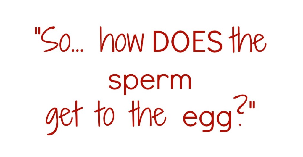 So how DOES the sperm get to the egg-