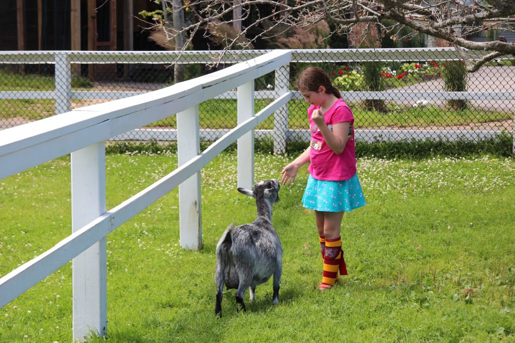 Kids love spending time with the goats at the Magnetic Hill Zoo